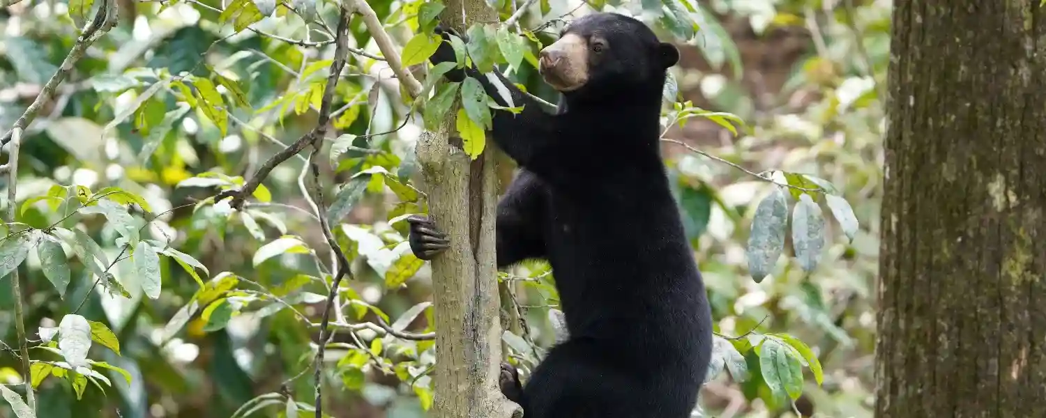 Malaysia The Jungles of Borneo-1